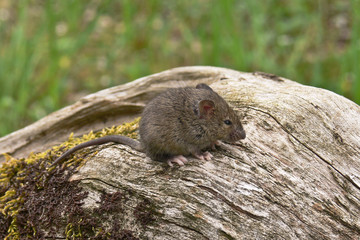 topolino domestico (Mus domesticus) ritratto