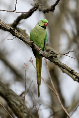Ring-necked parakeet, Psittacula krameri