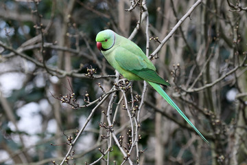 Ring-necked parakeet, Psittacula krameri