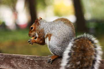 Squirrel, park, rodent, cute, tree, bench, furry