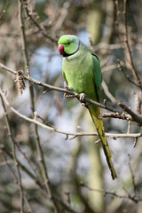 Ring-necked parakeet, Psittacula krameri