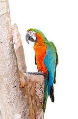 Parrot standing on dry tree over white background