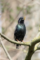 Starling, Sturnus vulgaris