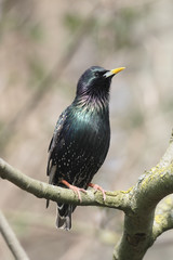 Starling, Sturnus vulgaris