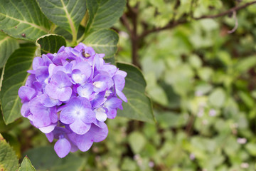 hydrangea flowers growing in the garden, floral background