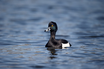 Tufted duck, Aythya fuligula
