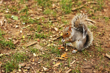 Squirrel, park, rodent, cute, tree, bench, furry