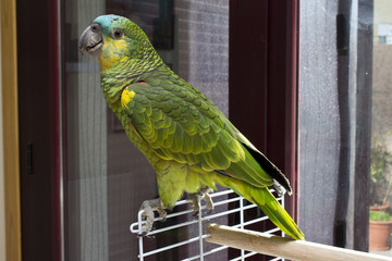 Parrot in terrraza