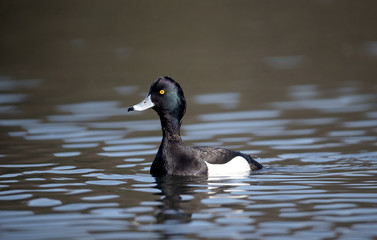 Tufted duck, Aythya fuligula