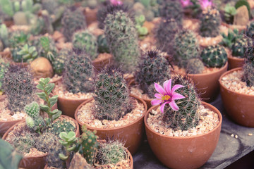 various of small plant and cactus