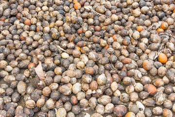 Dried Betel Nut or Areca Nut