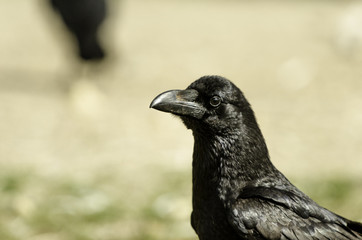 Raven in foreground. Blur background. 
