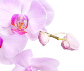 Obraz na płótnie Canvas bouquet of magenta orchids