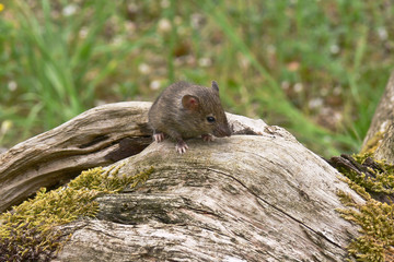 topolino domestico (Mus domesticus) ritratto