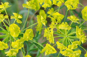 spring yellow flower
