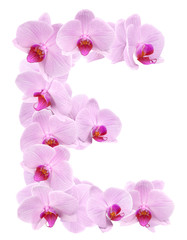 Fototapeta na wymiar letter E from orchid flowers