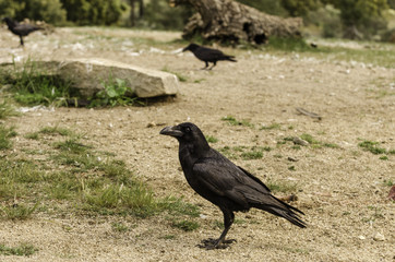 Raven on ground. The profile view.