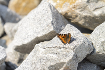 butterfly on the white background