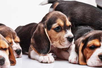 Beagle puppy on white background