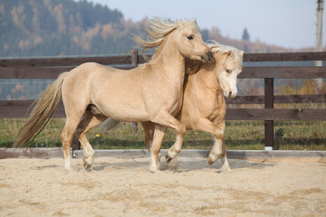 Obraz premium Two amazing stallions playing together