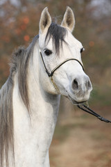 Amazing arabian horse with show halter