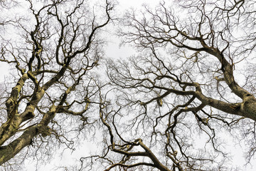 Leafless Treetops
