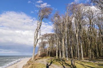 Ghost forest on the Baltic Sea