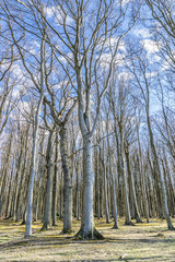 Ghost forest on the Baltic Sea