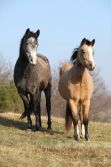 Fototapeta na wymiar Two horses looking at you