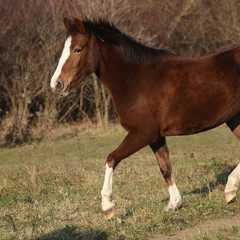 Nice pony running