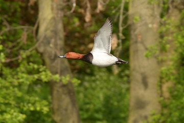 Fototapeta premium Common Pochard, Pochard, Aythya ferina