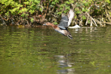Common Pochard, Pochard, Aythya ferina