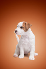 the puppy Jack Russell