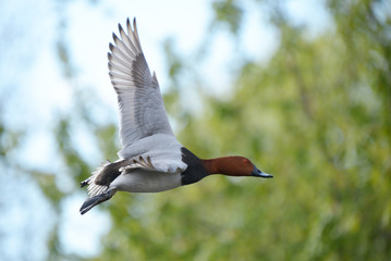Common Pochard, Pochard, Aythya ferina