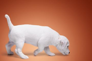 the puppy Jack Russell