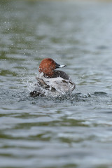 Common Pochard, Pochard, Aythya ferina