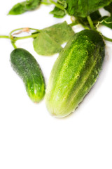 cucumber