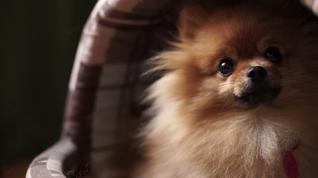 pom looking