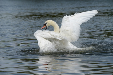 Mute Swan, Cygnus olor