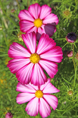 Cosmos rose et blanc © hcast