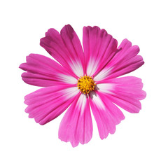 Fleur de cosmos rose et blanc © hcast