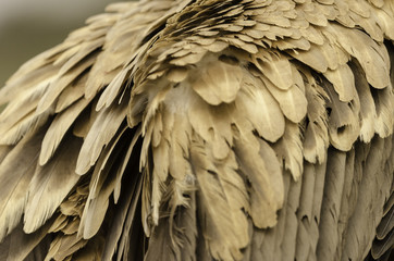 A closeup of brown feathers of a vulture.