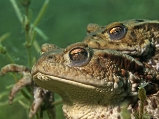 Mating toads underwater (Bufo bufo)
