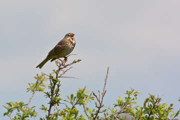 strillozzo (Emberiza calandra) su ramo in canto