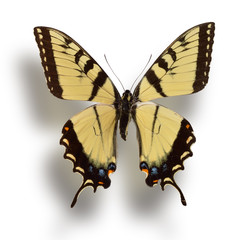 Butterfly isolated on white.