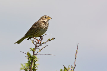 strillozzo (Emberiza calandra) su ramo in canto