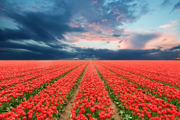 Schilderijen op glas Tulip field in Netherlands © George Dolgikh