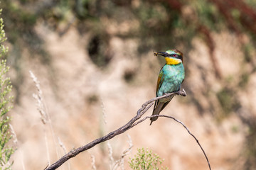 Bee eater and his bee prey.