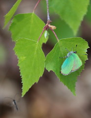 Schmetterling Grüner Zipfelfalter an Birkenblatt