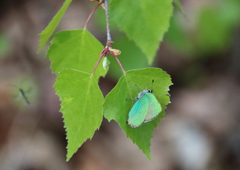 Schmetterling Grüner Zipfelfalter an Birkenblatt
